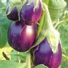 Brinjal